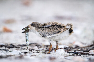 A black skimmer chick chokes down a fish given by a parent.