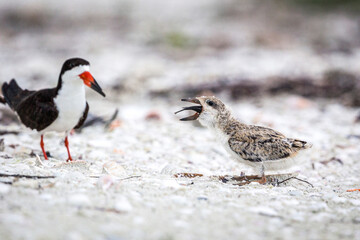 A black skimmer chick chokes down a fish given by a parent.