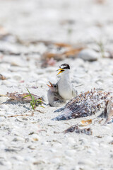 A least tern chick takes cover next to a parent.