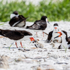 Fototapeta premium A black skimmer presents a fish to its young chick.