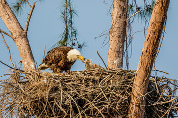 A bald eagle feeds young.