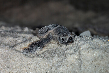 A loggerhead nestling makes it's way to the Gulf of Mexico.