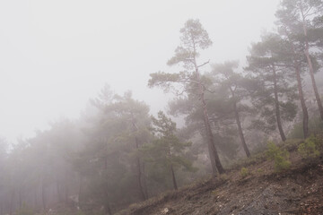 Forest in the gloomy twilight in the mists