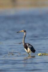 Tri-colored heron looking on in a shallow marsh.