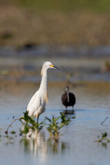Snowy egret looking on in a shallow marsh.