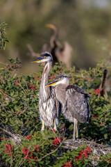 Fototapeta premium Two great blue heron nestlings.