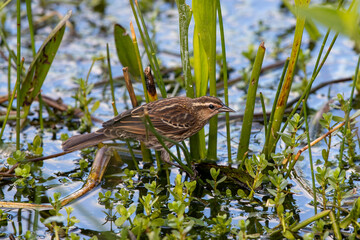 A female red-winged blackbird looking for bugs among marsh vegetation..