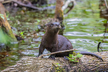 Curious river otters are never far from water.