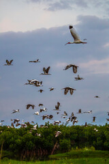 Adult and juvenile white ibis leave their colonial roost early in the morning in south Florida.