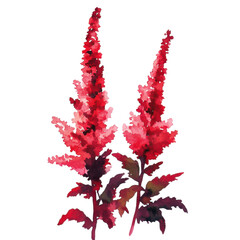 Fototapeta premium Elegant Astilbe Flower Clipart Vector Illustration