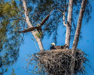 Nesting bald eagles with young on Marco Island, Florida.