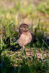 A juvenile burrowing owl looks on.