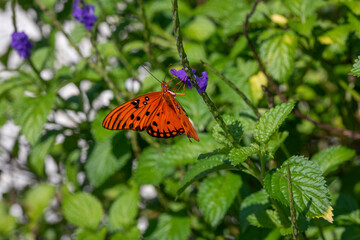 A Gulf fritillary butterfly takes nectar from porter weed.