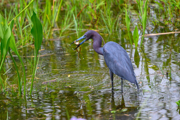 Little Blue Heron just caught a frog in his beak, standing in a pond.