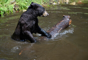 Black bear playing with a log in a pond on a hot day.