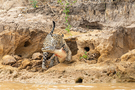 Yaguaret&eacute; cazando yacar&eacute; - jaguar hunting caiman