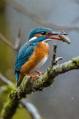 Fototapeta premium A vibrant bird with a fish in its beak rests on a tree limb amidst the rain