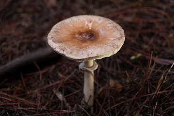 Mushrooms on the damp forest floor
