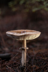 Mushrooms on the damp forest floor