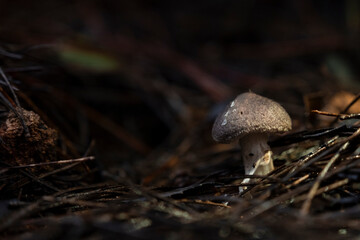 Mushrooms on the damp forest floor