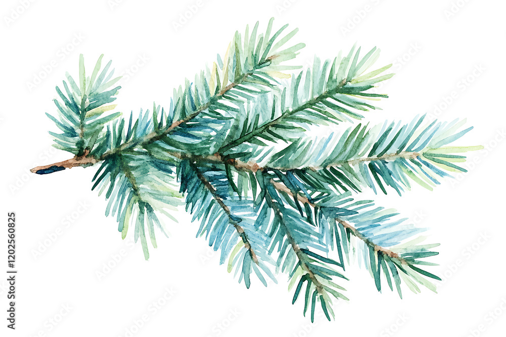 Poster watercolor drawing of a evergreen fir tree branch isolated on a white background
