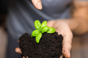 hands holding a plant earth saving bio eco ecology recycling