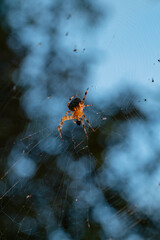 Macro shot of an orb-weaver spider (Araneidae) devouring its prey, holding a black lump in its legs, suspended in a detailed silk web against a vibrant blue background.
