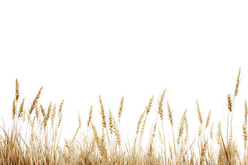 Fototapeta premium Wheat isolated on a white background