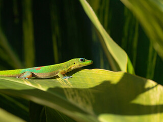 Gold dust day gecko on ginger leaves, Hawaii