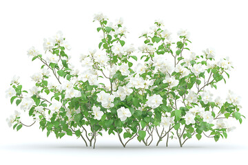 White flowers rose plant isolated on a white background