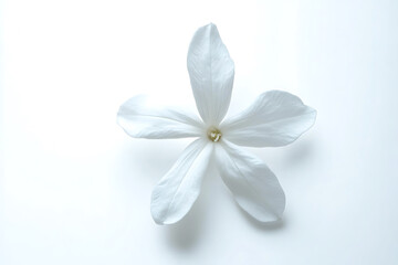 White jasmine flower isolated on a white background