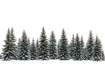Obraz premium Winter coniferous forest isolated on a white background