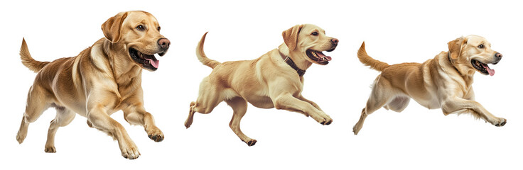 Playful Labrador Retriever Running on Transparent Background