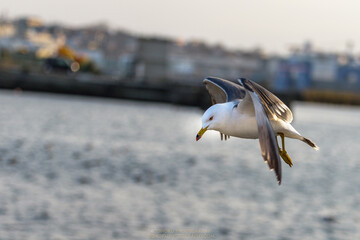 seagull in flight