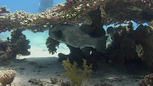 Exploring stunning underwater world, captivating black white spotted puffer fish gracefully navigates through colorful coral reefs, revealing beauty of marine life in Red Sea.