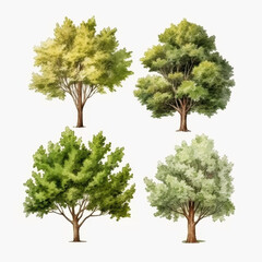 Watercolor Illustration of Four Different Trees in Seasonal Variations - Perfect for Botanical Studies and Nature Design Projects