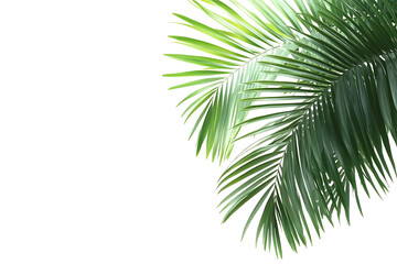 Set of tropical green palm leaves isolated on a white background