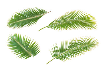 Obraz premium Set of tropical green palm leaves isolated on a white background