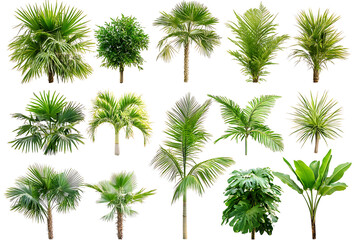 Fototapeta premium Set of tropical palm trees isolated on a white background