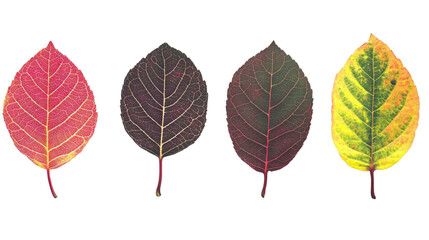 Obraz premium Vibrant Autumn Leaves in Varying Colors and Textures Generative AI