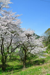 祭田の桜（福島県）