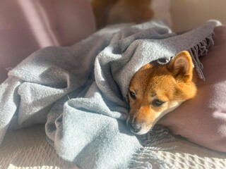 Pensive Shiba Inu with a sorrowful expression, head nestled under a blanket. The mood is reflective and contemplative. High quality close-up photo. copy space available.