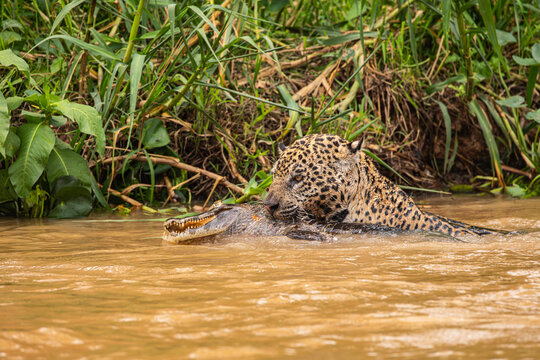Yaguaret&eacute; cazando yacar&eacute; - jaguar hunting caiman