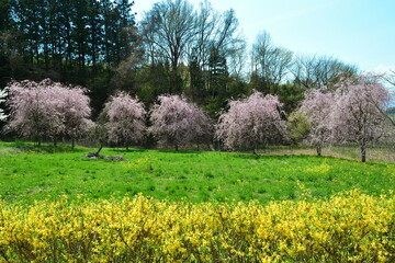 中島の地蔵桜（福島県）