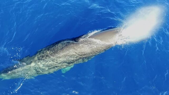 Witness the wonder as a family of sperm whales glides gracefully through the vibrant blue waters of the Azores, alongside their curious young cub enjoying the ocean's embrace and exploring freely.
