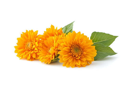 Sunflower flower isolated on a white background