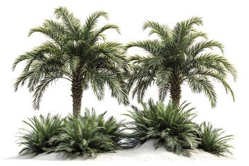 Tropical palm trees isolated on a white background
