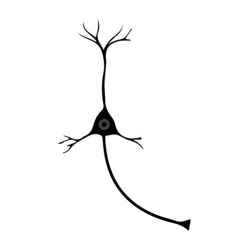 cortical interneuron glyph icon