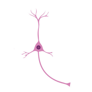 cortical interneuron colored icon