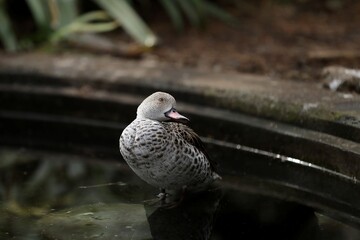 見上げるアカハシコガモ